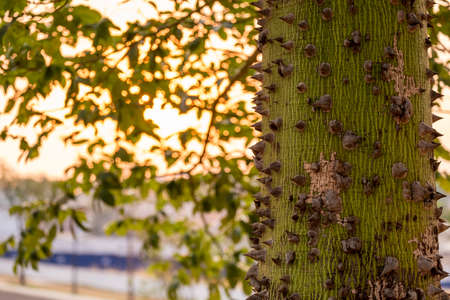 part of the trunk of a paineira with the sunlight from dusk in the background.の写真素材
