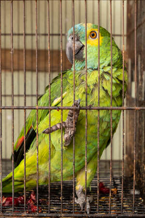 a poor green and yellow macaw in a cage.の写真素材