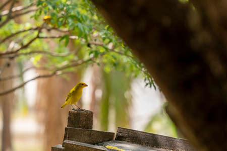 male land canary perched on piece of wood.の写真素材