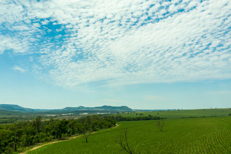 aerial view of area with forest and sugarcane plantation in Brazil.の写真素材