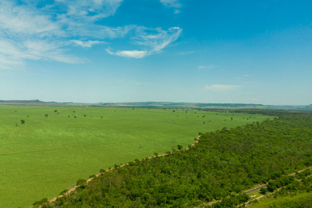 aerial view of area with forest and sugarcane plantation in Brazil.の写真素材