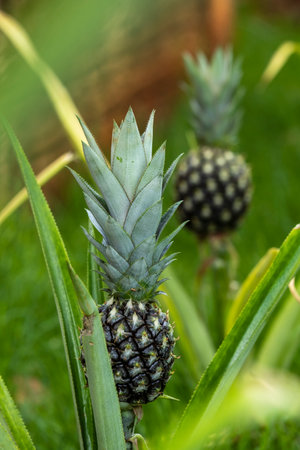 two small pineapples on the plant.の写真素材