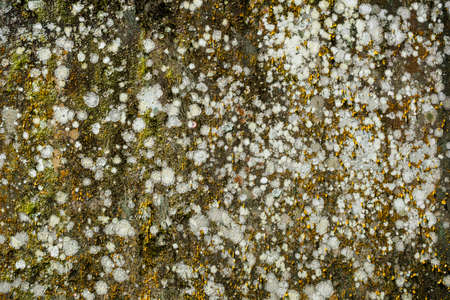 Wall with fungi and mosses in a region of high humidity.の写真素材