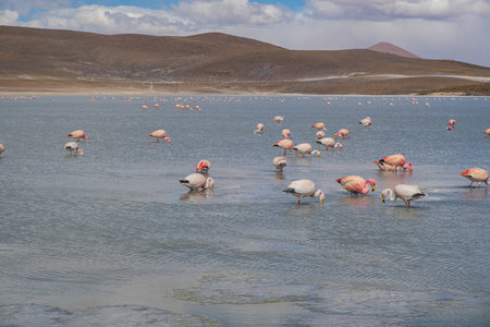 lagoon with flamingos and mountains in the background in the Bolivian Altiplano, Eduardo Avaroa Andean Fauna National Reserve in Bolivia.の写真素材