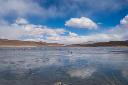 lagoon with flamingos and mountains in the background in the Bolivian Altiplano, Eduardo Avaroa Andean Fauna National Reserve in Bolivia.の写真素材