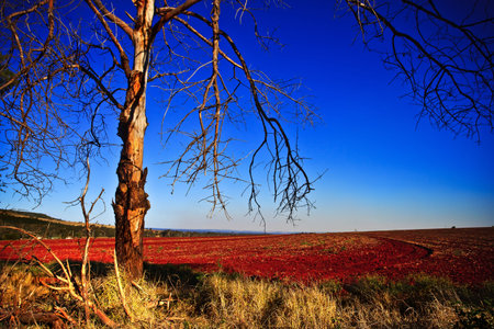 Lonely Tree in the Fieldの写真素材
