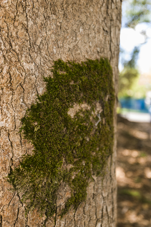 detail plane of a trunk with a little of mossの写真素材