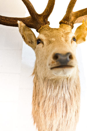 Deer or elk head focusing the horns and eyes with fur details which hanging on the wallの写真素材