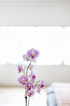 A modern floral designの写真素材