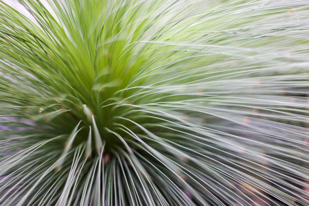 A designer needle plantの写真素材