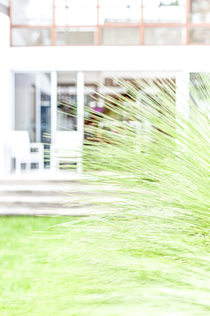 Green lawn and grass leaves focused with blurred house background of a door entranceの写真素材