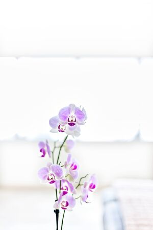 Orchid flowers in a room close up with a background, the flower petals are in purple color and big with the beautiful stigma in animal shape of an orchidの写真素材