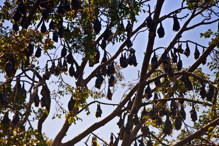 Bats on a tree on a sunny dayの写真素材
