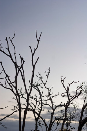 Burnt tree branches after fire in Currumbin, Gold Coast, Australia
