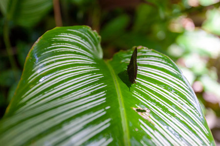 A butterfly on the green leaf of tropical plant