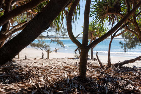 White sandy beach and seascape view through tree branchesの写真素材