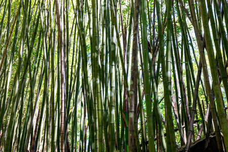 Beautiful green bamboo tree backgroundの写真素材