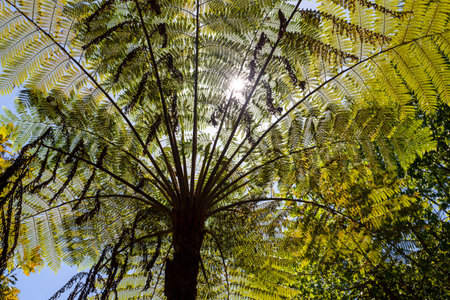 Green trees in the tropical forest