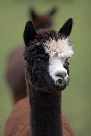 Alpacas at a ranch on Friday Harbor, WA. の写真素材
