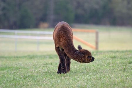 Alpacas at a ranch on Friday Harbor, WA. の写真素材