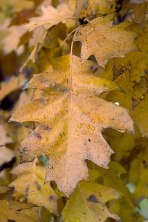 Beautiful closeup of leaves after a rain in the fall.