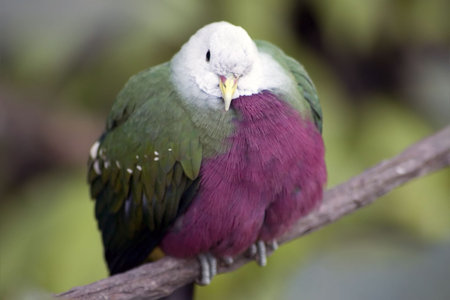 A tropical bird from the San Diego Zoo. の写真素材