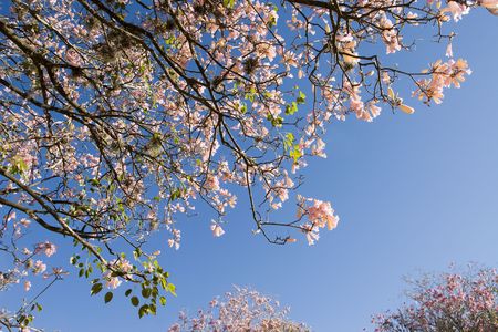 Pink blossoms on a tree in Spring.の写真素材
