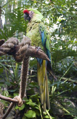 A parrot purched on a tree branch.の写真素材