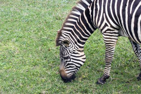 Closeup of Zebra forraging.の写真素材