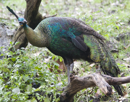 A curious peacock.の写真素材