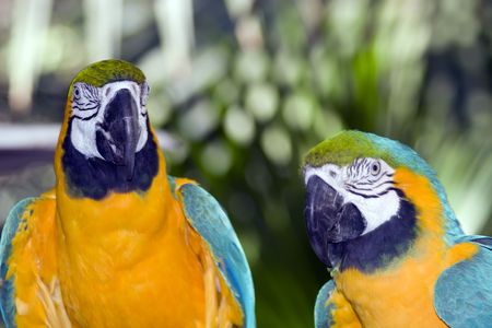 Closeup shot of parrots in a zoo.の写真素材