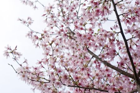 Closeup of a pink cherry tree in full blossom.の写真素材
