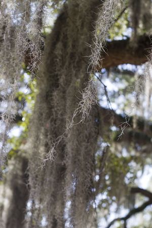 Closeup of spanish moss on a tree in Savannah, Georgia.の写真素材