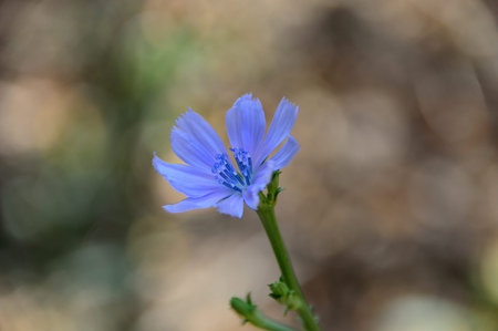 Purple flower