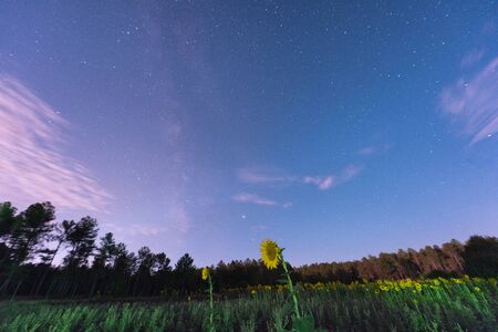 milky way on sunflowersの写真素材