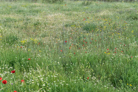 green spring meadow in the afternoonの写真素材