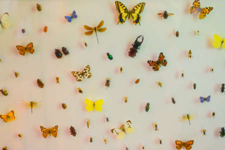 natural science colored insect panelの写真素材