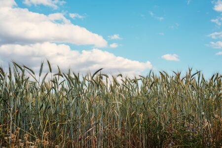 wheat fields ready to be harvestedの写真素材