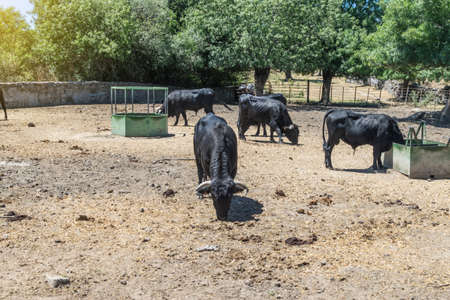 Black bulls in the field background.の写真素材