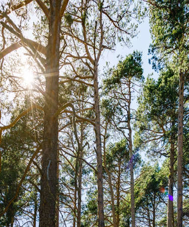 WOODED LANDSCAPE WITH SUN COMING OUT OF THE BRANCHESの写真素材