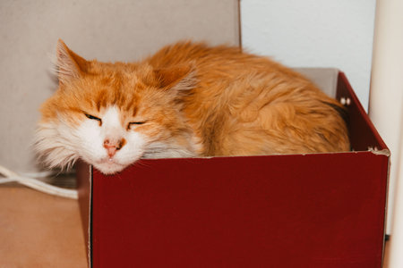 old age pet cat sleeping in a pencil boxの写真素材