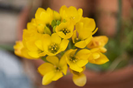 wallpaper plant with yellow flowers with blurの写真素材