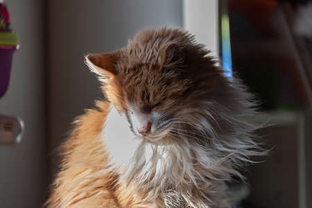 Elderly kitten sunbathing in the window.の写真素材