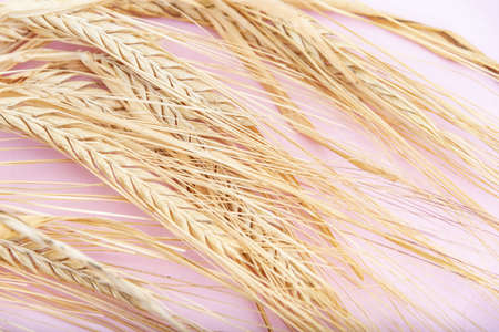 Dried wheat cluster on a pink background.の写真素材