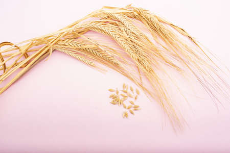 Dried wheat cluster on a pink background.の写真素材