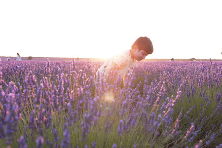 Fields of lavender at dusk before being harvested in the town of Brihuega.の写真素材