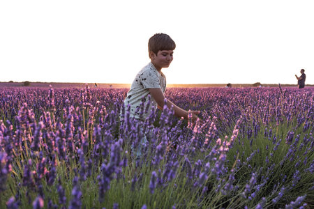 Fields of lavender at dusk before being harvested in the town of Brihuega.の写真素材