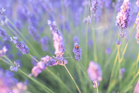 Fields of lavender at dusk before being harvested in the town of Brihuega.の写真素材