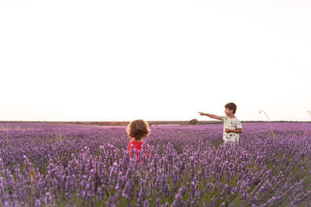 Fields of lavender at dusk before being harvested in the town of Brihuega.の写真素材