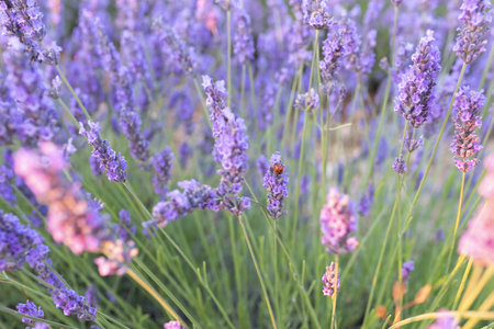 Fields of lavender at dusk before being harvested in the town of Brihuega.の写真素材